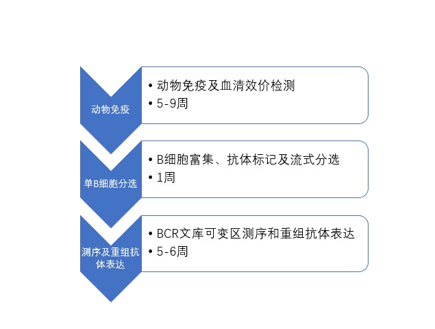 單B細胞抗體制備流程.png