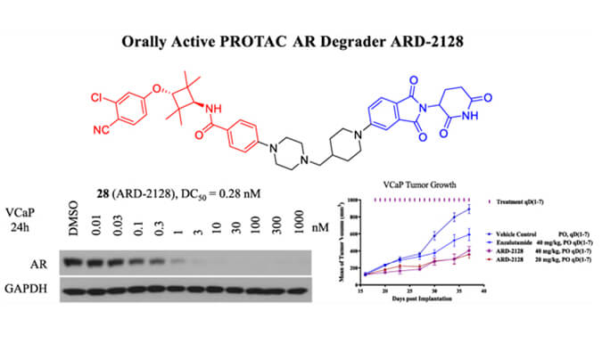 ARD-2128是一種PROTAC AR降解劑，具有出色的血漿和微粒體穩(wěn)定性，本研究中體外穩(wěn)定性和PK研究通過(guò)美迪西進(jìn)行