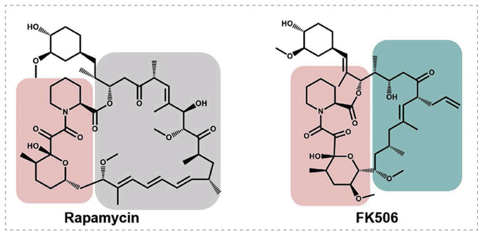 5-雷帕霉素、FK506-誘導(dǎo)的-FKBP-蛋白質(zhì)相互作用.jpg