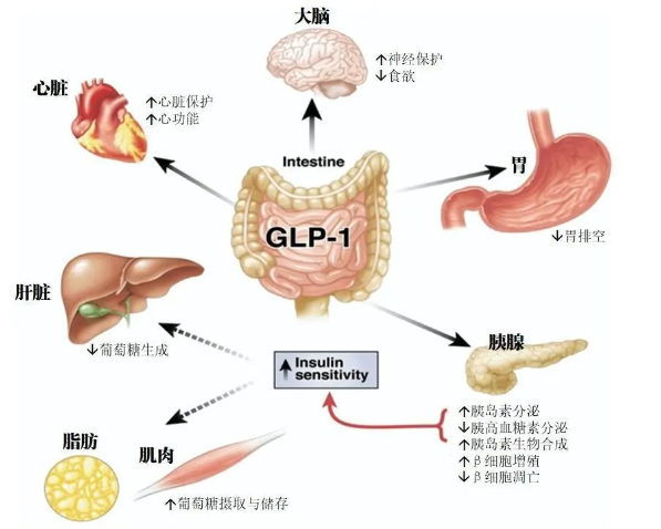 時代變了！GLP-1讓打針吃藥也能減肥成為現(xiàn)實