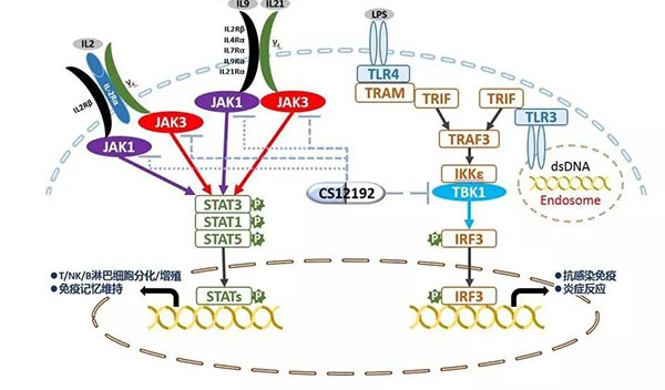 自身免疫疾病或迎新療法！美迪西助力微芯生物CS12192獲批FDA.jpg