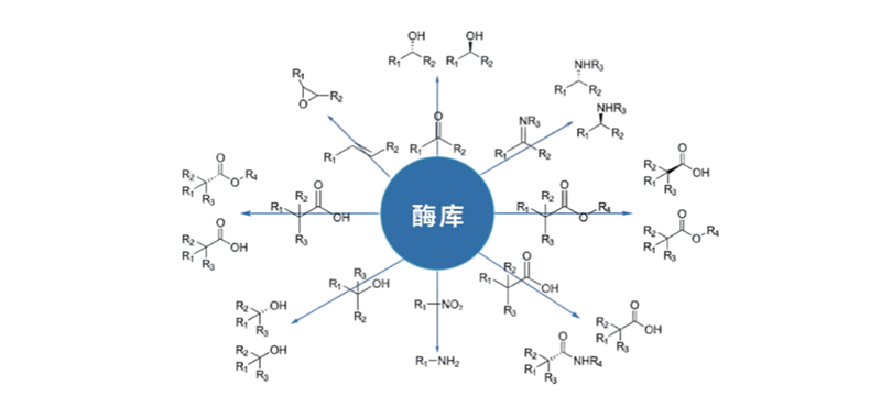 酶庫(kù).jpg