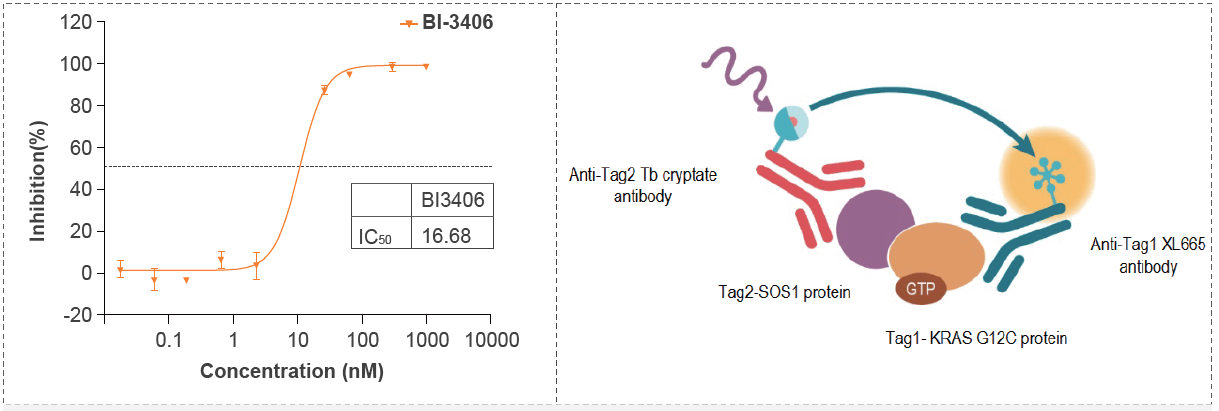 Kras G12C-SOS1結(jié)合的IC50活性測試篩選試驗(yàn)化合物.png