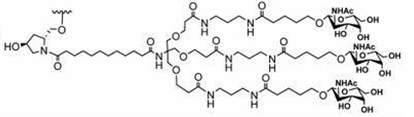 GalNAc的目標是肝細胞上的ASGPR，可以通過內(nèi)吞作用被吸收-2.jpg
