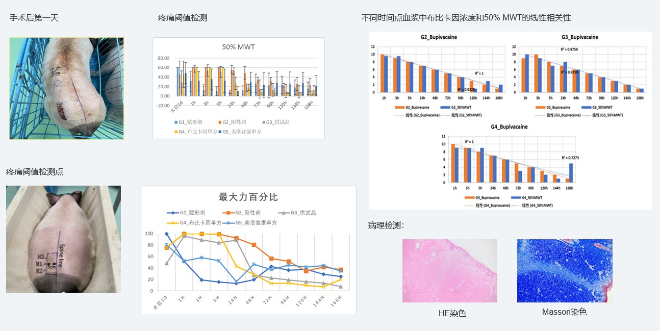 案例1：復(fù)方制劑對巴馬小型豬術(shù)后急性疼痛模型的鎮(zhèn)痛試驗.jpg