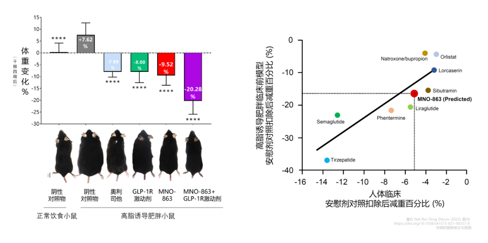 4周降低近10%體重！美迪西助力慕恩生物MNO-863活菌生物藥獲批臨床