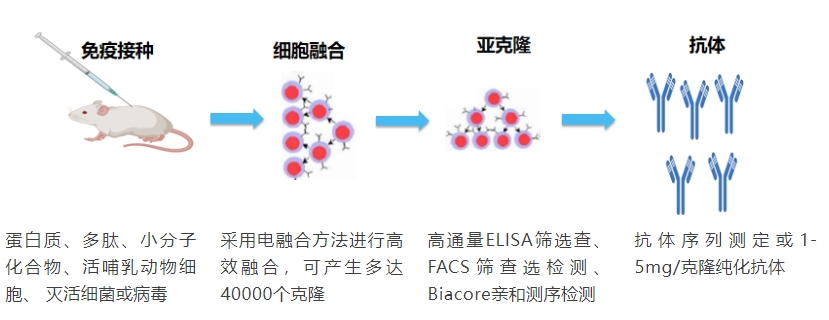 雜交瘤技術(shù).png
