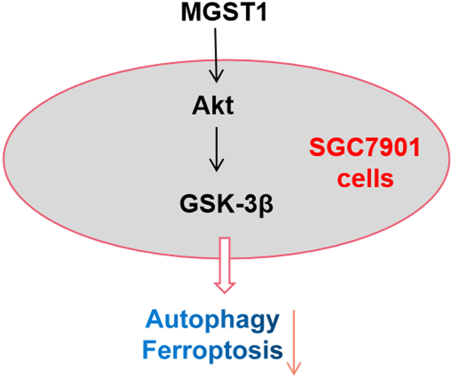 MGST1過(guò)表達(dá)通過(guò)激活A(yù)kt/GSK-3β信號(hào)通路誘導(dǎo)胃癌細(xì)胞增殖，本研究中MGST1過(guò)表達(dá)等體外實(shí)驗(yàn)通過(guò)美迪西進(jìn)行