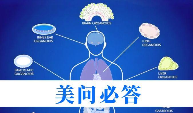 解難題 | 類器官技術(shù)如何助力腫瘤藥理研究